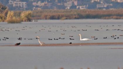 Kuğu