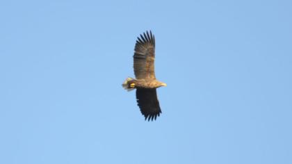 Akkuyruklu kartal
