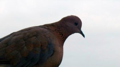 Küçük kumru