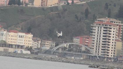 Karagagalı sumru