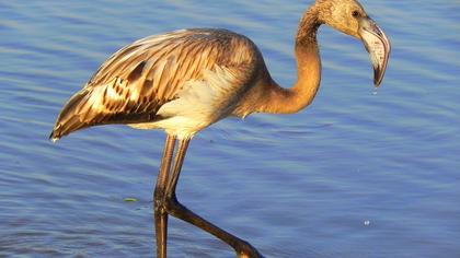 Flamingo
