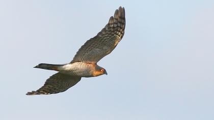 Atmaca