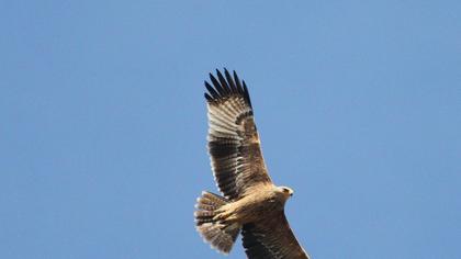 Şah kartal