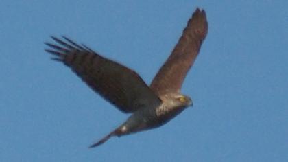 Atmaca