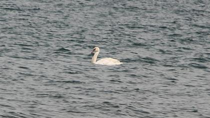 Kuğu