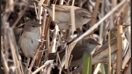 Tanımsız