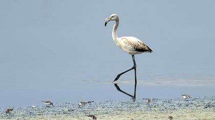 Flamingo