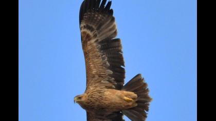 Şah kartal
