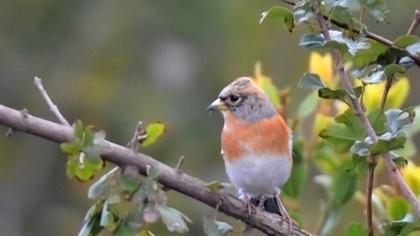 Dağ ispinozu