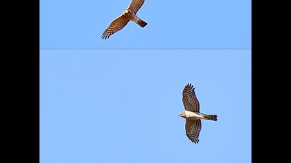 Atmaca