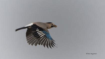 Alakarga
