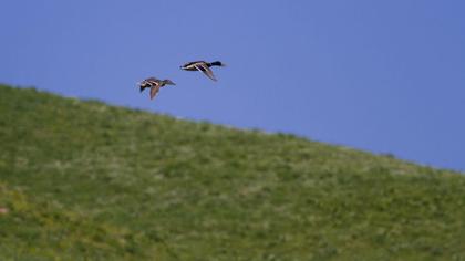 Yeşilbaş