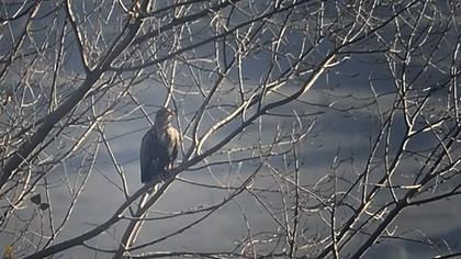 Akkuyruklu kartal