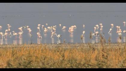 Flamingo