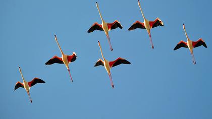 Flamingo