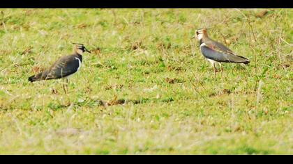 Kızkuşu