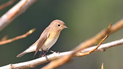 Küçük sinekkapan