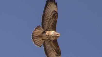 Şahin