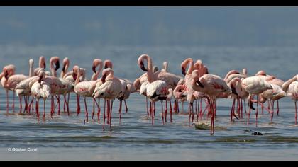 Küçük flamingo