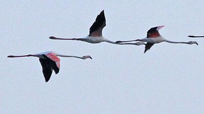 Flamingo