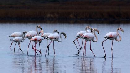 Flamingo
