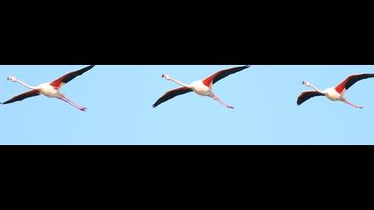 Flamingo