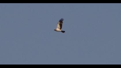 Küçük kartal