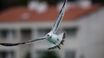Akdeniz martısı