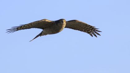 Atmaca
