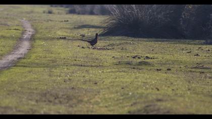 Sülün