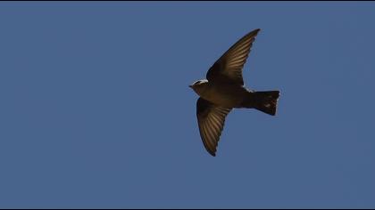 Kaya kırlangıcı