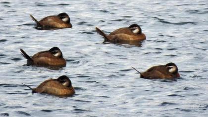 Dikkuyruk
