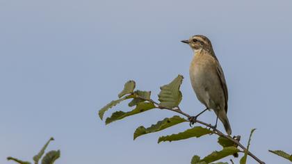 Çayır taşkuşu