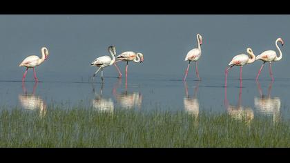 Flamingo