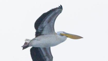 Ak pelikan