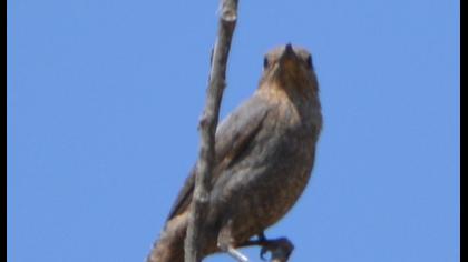 Gökardıç