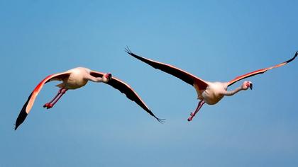 Flamingo