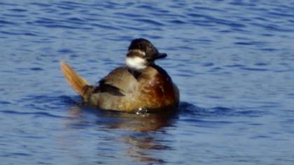 Dikkuyruk
