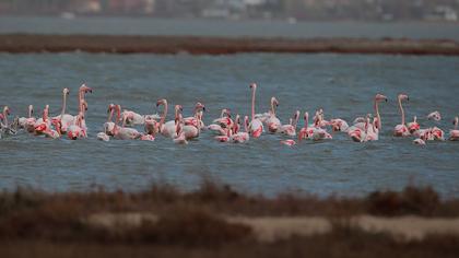 Flamingo