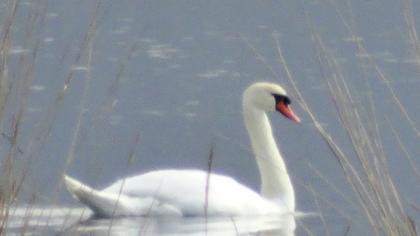 Kuğu