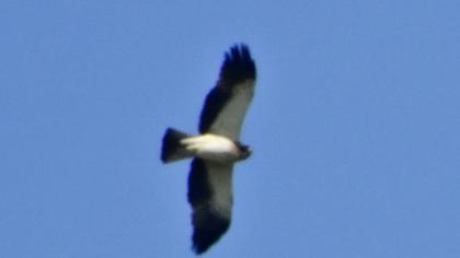 Küçük kartal