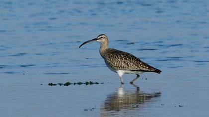 Sürmeli kervançulluğu