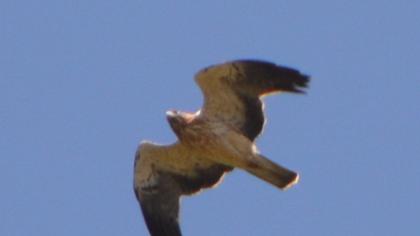 Küçük kartal