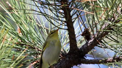 Orman çıvgını