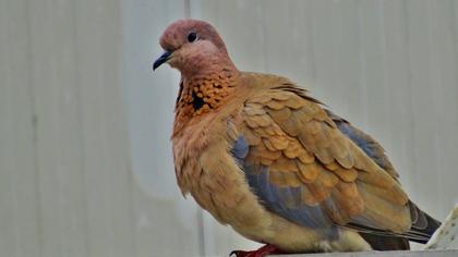 Küçük kumru