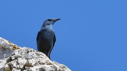Gökardıç