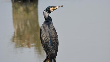 Karabatak