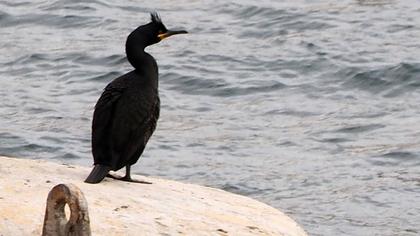 Tepeli karabatak