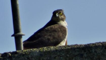 Atmaca