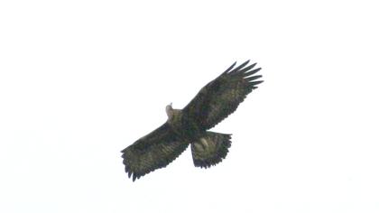 Kaya kartalı